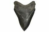 Serrated, Fossil Megalodon Tooth - South Carolina #297424-1